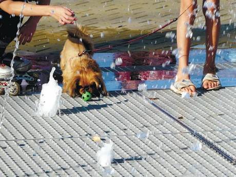 Two people accompanied the puppy to play on steel grating fountain drainage.